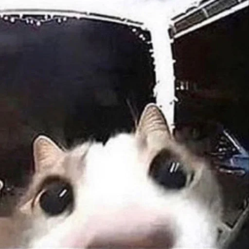 Стикер Унитазные коты