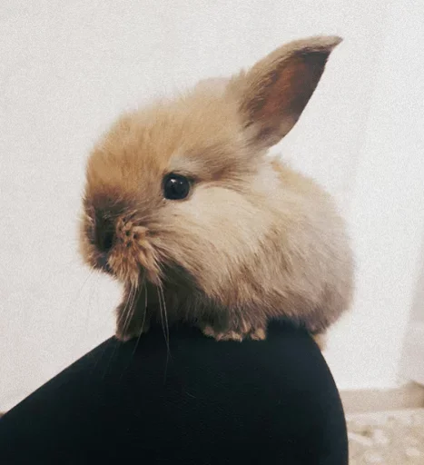 Стикер Young Bunny
