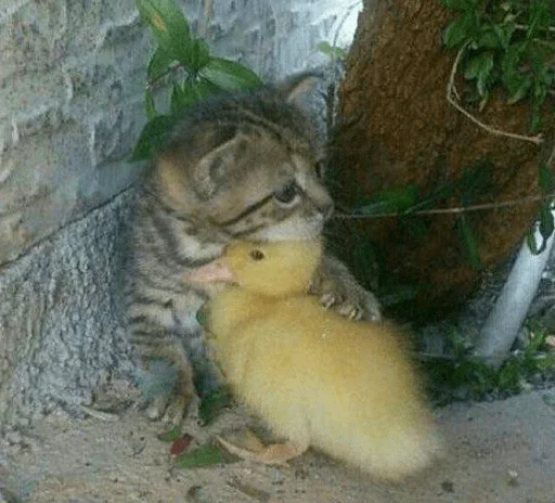 Стикер Young Bunny