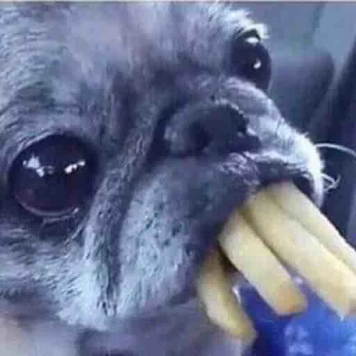 Стикер Memes | Мемы