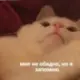 Стикер Жизяка🥲