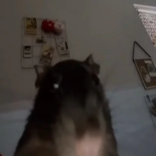 Стикер ебаный зоопарк