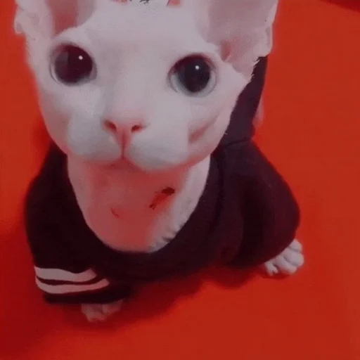 Стикер ебаный зоопарк