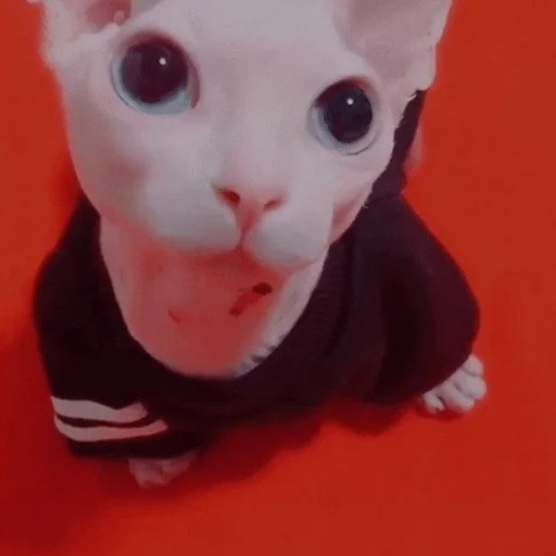 Стикер ебаный зоопарк