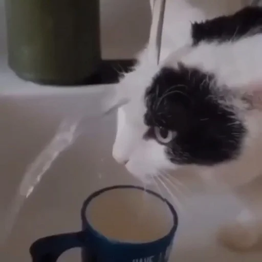 Стикер ебаный зоопарк