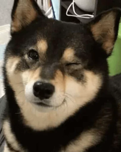 Стикер Animals