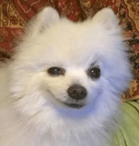 Стикер Animals