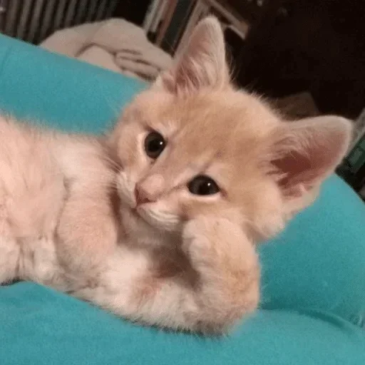 Стикер Animals