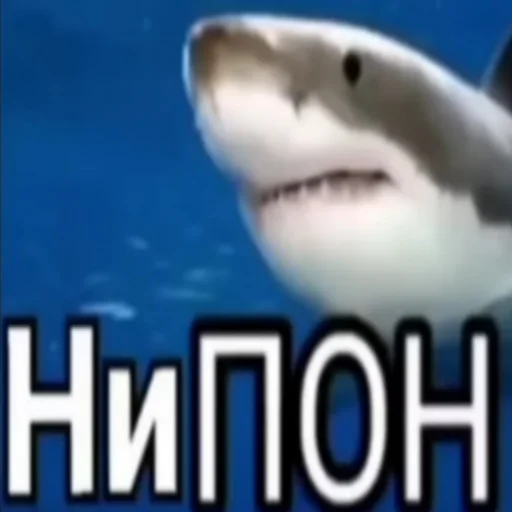 Стикер акулыч