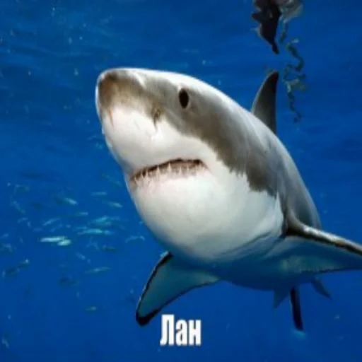 Стикер акулыч