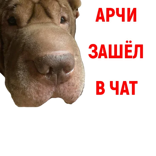 Стикер Андрюша из ТикТока