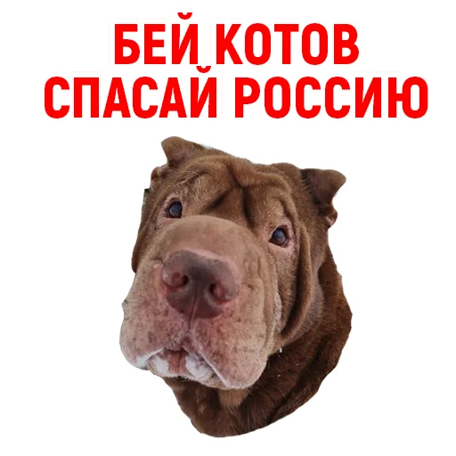 Стикер Андрюша из ТикТока