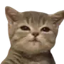 Эмодзи Lots Of Kitties