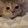 Эмодзи Lots Of Kitties