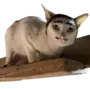 Эмодзи Lots Of Kitties