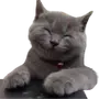 Эмодзи Lots Of Kitties