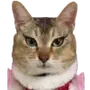 Эмодзи Lots Of Kitties