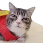 Эмодзи Lots Of Kitties