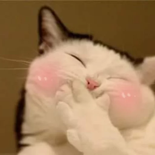 Стикер Pets Memes