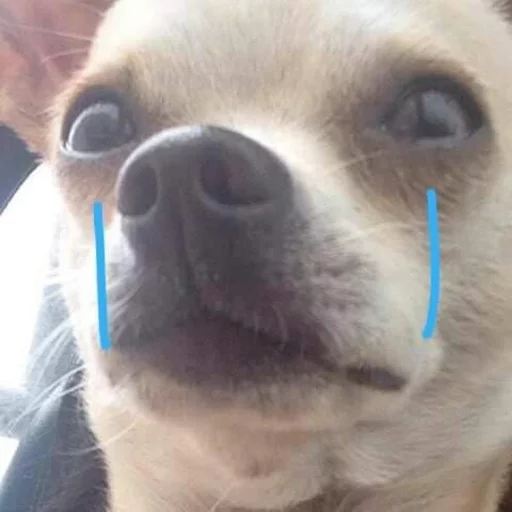 Стикер Pets Memes