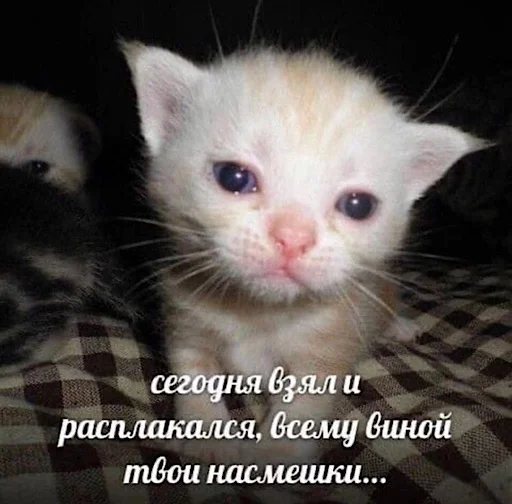 Стикер ебучие животные