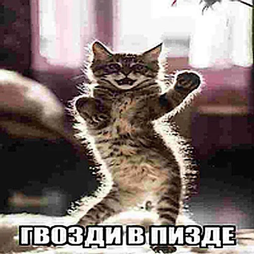 Стикер ебучие животные