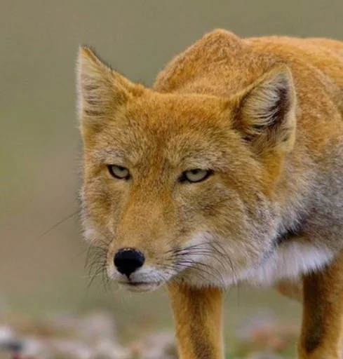 Стикер appropriate reaction