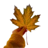 🍁