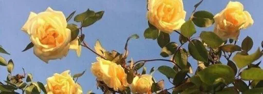 Стикер استیکرساز😍