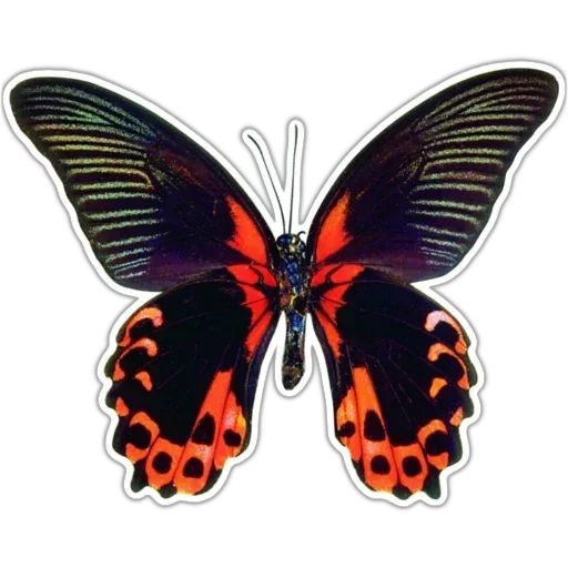 Стикер Бабочки и Радость