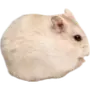 Эмодзи Hamsters