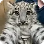 Эмодзи snow leopard