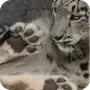 Эмодзи snow leopard