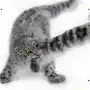 Эмодзи snow leopard
