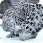Эмодзи snow leopard