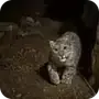 Эмодзи snow leopard