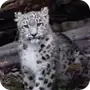 Эмодзи snow leopard