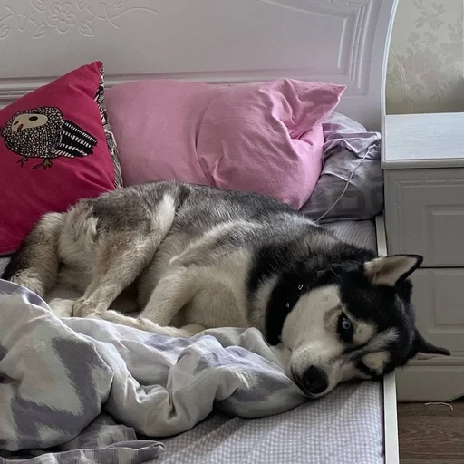 Стикер based memes