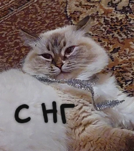 Стикер котики