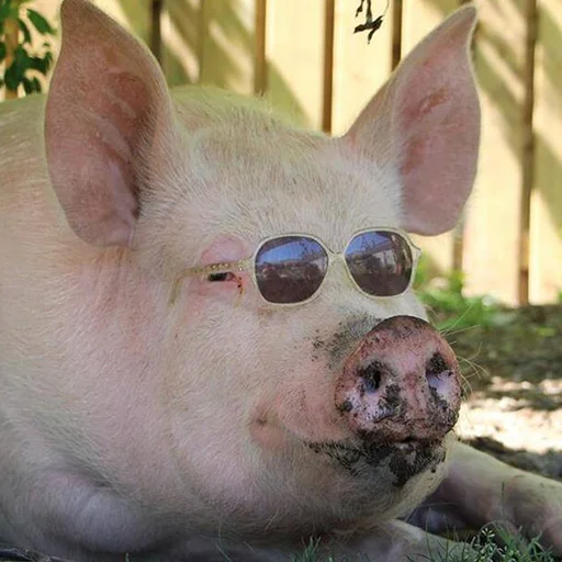 Стикер большая свинячья ферма