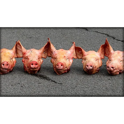 Стикер большая свинячья ферма