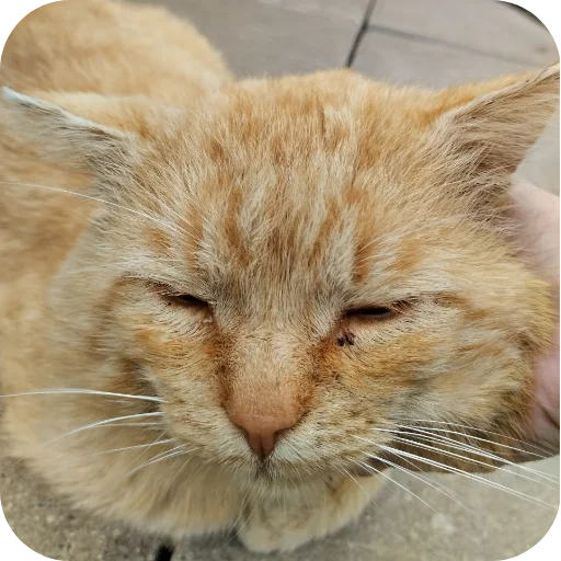 Стикер БЛОПТОП 3D 2.0