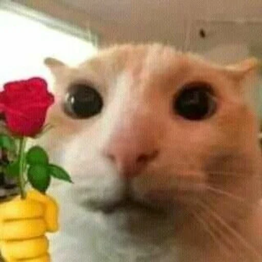 Стикер бингус и другие