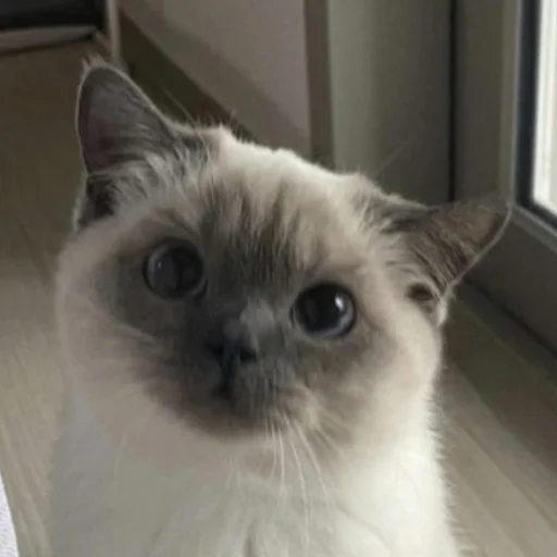 Стикер Брутальный стикерпак аристократ флоу