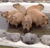 Стикер capybara