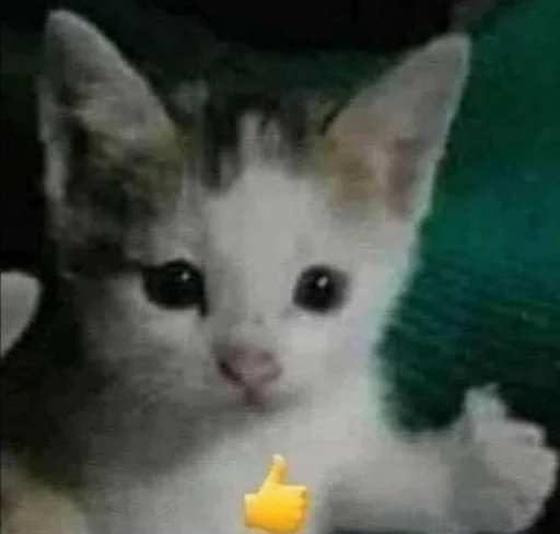 Стикер Котятки