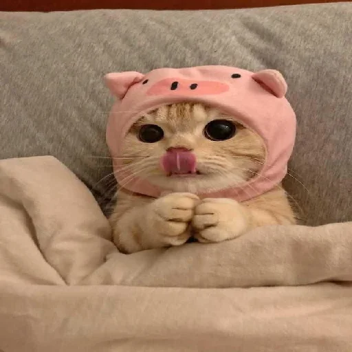 Стикер Котики