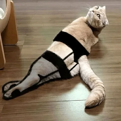 Стикер Котики