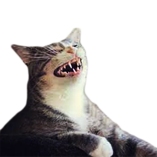 Стикер Котейки