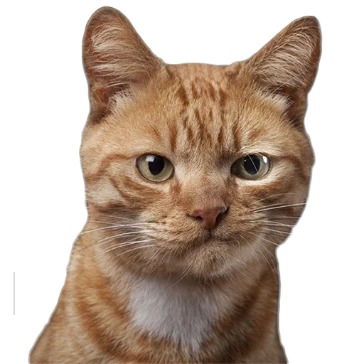 Стикер Котейки